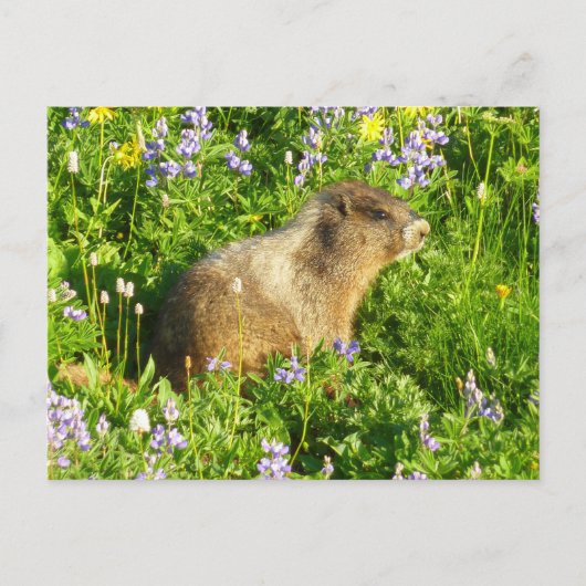 Carte Postale Marmot dans le Mont Rainier Fleurs sauvages (Devant)