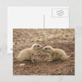 Carte Postale Marmot de Prarie noire (Devant / Derrière)