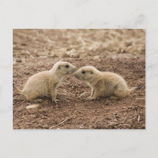 Carte Postale Marmot de Prarie noire (Devant)