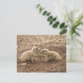 Carte Postale Marmot de Prarie noire (Debout devant)