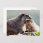 Carte Postale Marmot Mother (Devant / Derrière)