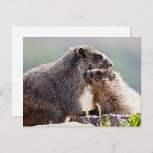 Carte Postale Marmot Mother (Devant / Derrière)