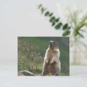 Carte Postale Marmota marmota (Debout devant)