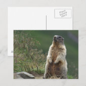 Carte Postale Marmota marmota (Devant / Derrière)