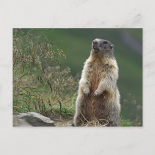 Carte Postale Marmota marmota