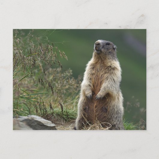 Carte Postale Marmota marmota (Devant)