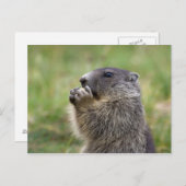 Carte Postale Marmota marmota (Devant / Derrière)