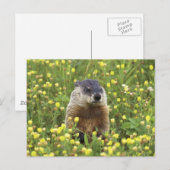 Carte Postale Marmotte (Devant / Derrière)