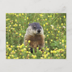 Carte Postale Marmotte