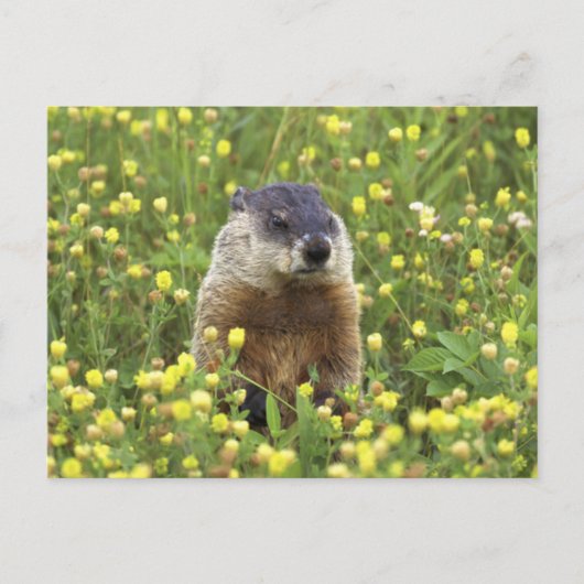 Carte Postale Marmotte (Devant)