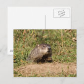Carte Postale Marmotte (Devant / Derrière)