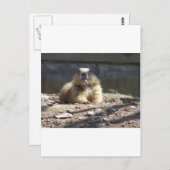 Carte Postale Marmotte (Devant / Derrière)