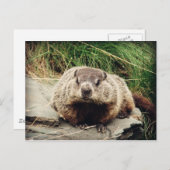 Carte Postale Marmotte (Devant / Derrière)