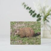 Carte Postale Marmotte (Debout devant)