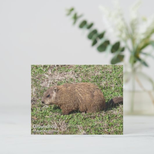 Carte Postale Marmotte (Debout devant)