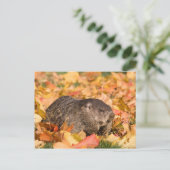 Carte Postale Marmotte (Debout devant)