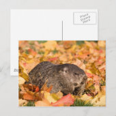 Carte Postale Marmotte (Devant / Derrière)