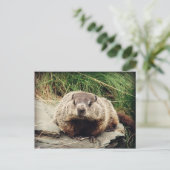 Carte Postale Marmotte (Debout devant)