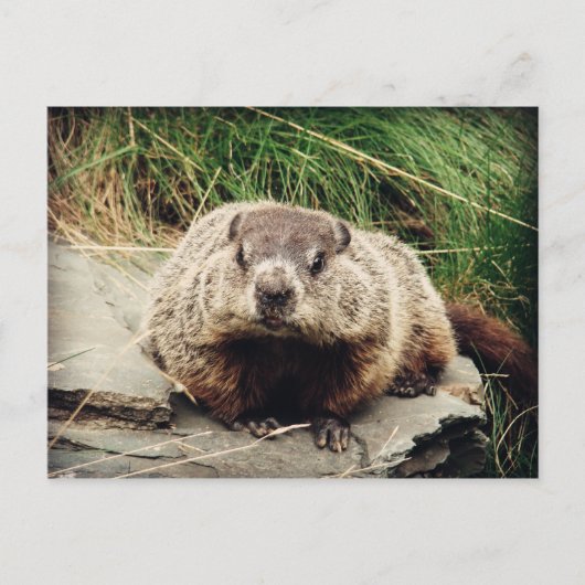 Carte Postale Marmotte (Devant)
