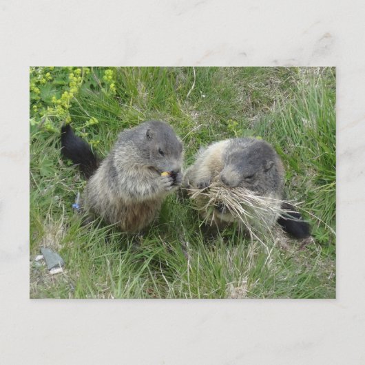 Carte postale Marmotte (Devant)