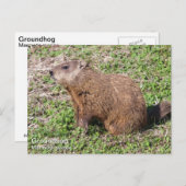 Carte Postale Marmotte (Devant / Derrière)