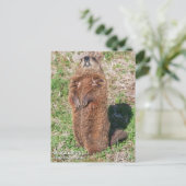 Carte Postale Marmotte (Debout devant)