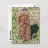 Carte Postale Marmotte (Devant / Derrière)