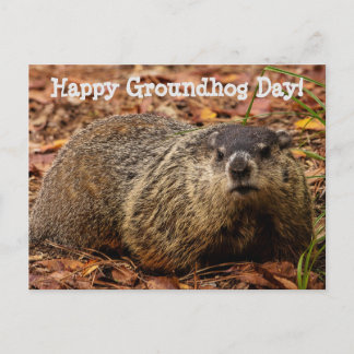 Carte Postale Marmotte