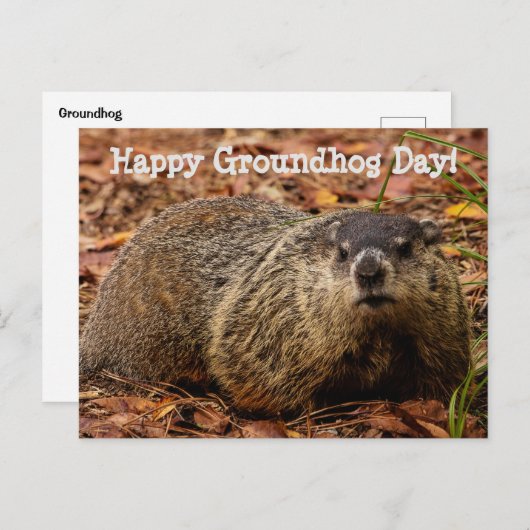 Carte Postale Marmotte (Devant / Derrière)