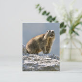 Carte Postale Marmotte alpine sur rocher (Debout devant)