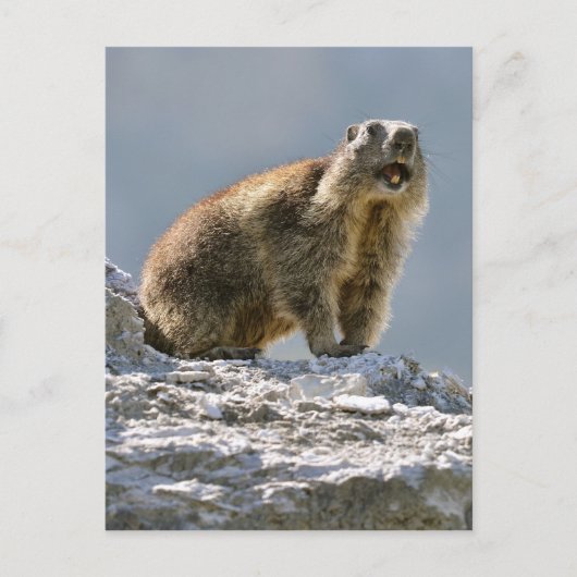 Carte Postale Marmotte alpine sur rocher (Devant)