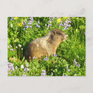 Carte Postale Marmotte dans les fleurs sauvages du mont Rainier