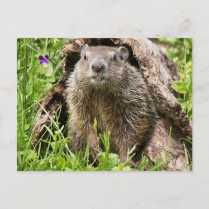 Carte Postale Marmotte dans un tronc creux