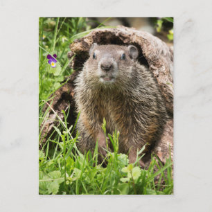 Carte Postale Marmotte dans un tronc creux