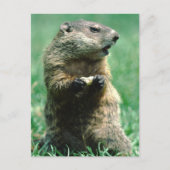 Carte Postale Marmotte de fond mangeant de l'arachide (Devant)