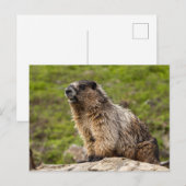 Carte Postale Marmotte de Rocky Mountains (Devant / Derrière)