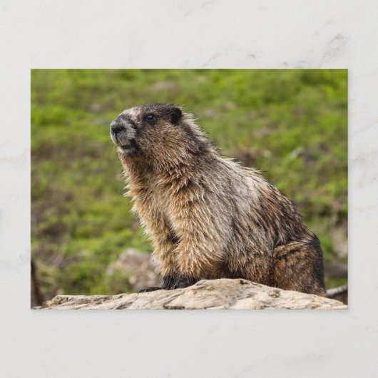 Carte Postale Marmotte de Rocky Mountains (Devant)