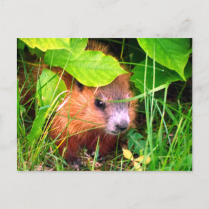 Carte Postale Marmotte Marmotte Marmotte Canada