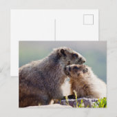 Carte Postale Marmotte mère avec bébé (Devant / Derrière)