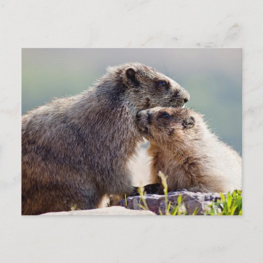 Carte Postale Marmotte mère avec bébé (Devant)