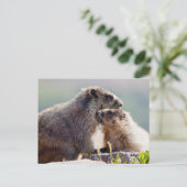 Carte Postale Marmotte mère avec bébé (Debout devant)