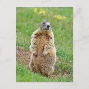 Carte Postale Marmotte sentinelle
