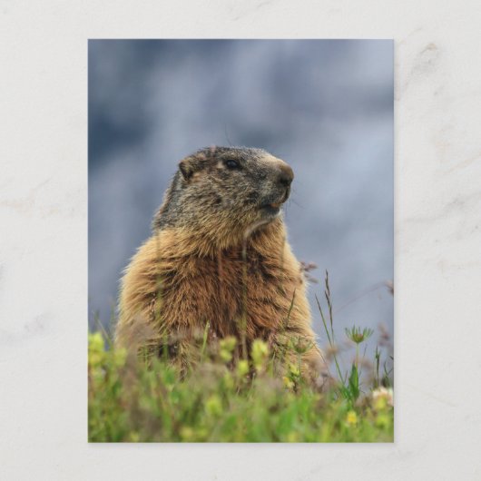 Carte Postale marmotte sur la prairie alpine (Devant)