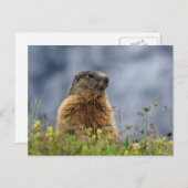 Carte Postale marmotte sur prairie alpine (Devant / Derrière)