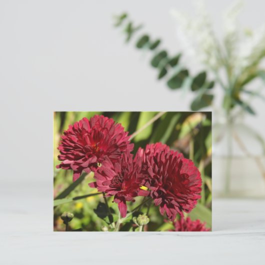 Carte Postale Maroon Chrysanthemums (Debout devant)