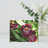 Carte Postale Maroon Orchids II (Debout devant)