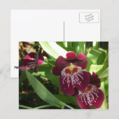 Carte Postale Maroon Orchids II (Devant / Derrière)