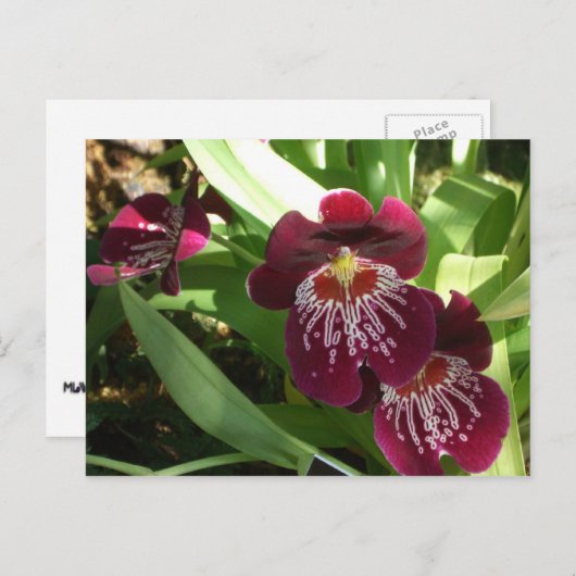 Carte Postale Maroon Orchids II (Devant / Derrière)