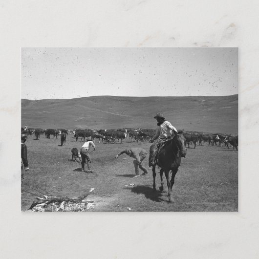 Carte Postale Marquage de cow-boys (Devant)