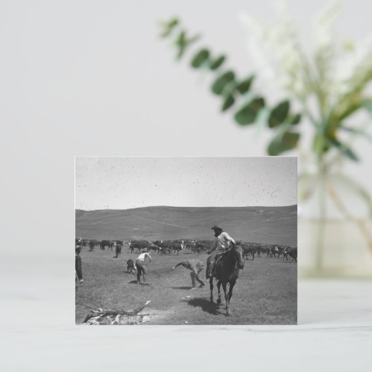Carte Postale Marquage de cow-boys (Debout devant)